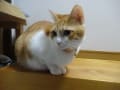 朝、ももちゃんに癒されます・・・・猫ちゃん。お茶～
