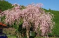 橋山の紅しだれ桜