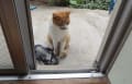 野良猫　88