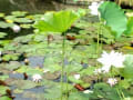 石清水八幡宮の蓮の花