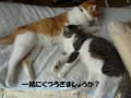 [409]猫とおばあちゃん20120924142547abf.jpg