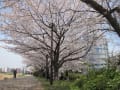 ２０１２年春のランチタイムのお花見＠神奈川県・新横浜編