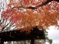 根来寺　紅葉の終わり