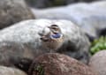 天然記念物日本の野鳥・珍鳥・留鳥・渡り鳥