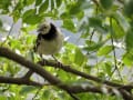 [40]クビワムクドリ Black-collared Starling