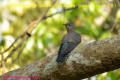 [12]Indian Cuckoo13Mar2014-06a-s.jpg