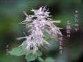 さくら・写真川柳集～秋の花たち　その１