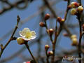 [23]20120303_大宮第二公園梅林_0017_芳流閣AL.jpg