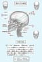 [10]1-8-頭蓋の矢状断面「学習」.jpg