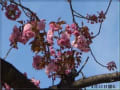 [4]八重桜?.JPG