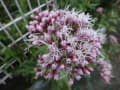 草花に滴が沢山ついて・・・・あぁ～～～