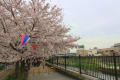 柏尾川の桜