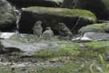 秋の渡りの野鳥と森の生き物たち