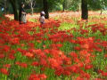 シマトネリコの花