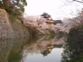 ２００２年の郡山城跡と桜