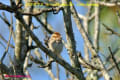 [13]Little Bunting05Dec2013-03a-s.jpg