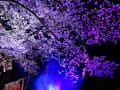 水戸三の丸・お堀の桜・ライトアップ２０１６