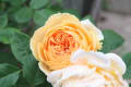 ＲＯＳＥ2012