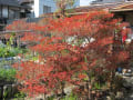 １１月の野菜と花