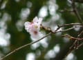 今日見た花　　～高尾山～