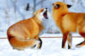冬の北海道の動物たちがたくましく生きていた。