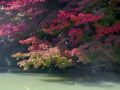 長府庭園の紅葉の雅