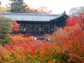 2011年　京都・奈良紅葉狩り