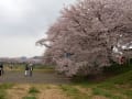 2012年　南東北の桜