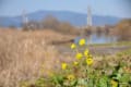 九州写景　　春の予感