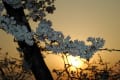 本内の松川土手の桜