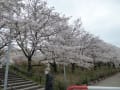 権現堂公園の桜堤と太田市北部運動公園の芝桜を見に行きました。