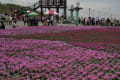 天空の花回廊(茶臼やまの芝桜）