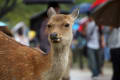 雨の奈良公園を フォト散策