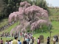 [30]滝桜 (3).JPG