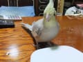 オカメインコ活動記録