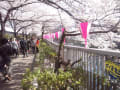 目黒川の桜