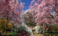 2011年・京都の桜風景