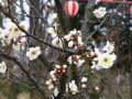 京都　梅だより　梅小路公園⑥