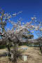 梅津寺公園の桜