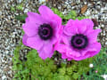 [38]anemone04114.jpg