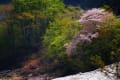 [94]白山市中宮　蛇谷川の残雪と桜　2018.05.01