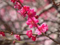 梅が満開の薬師池公園