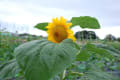 7月初めの花たち