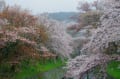 琵琶湖疏水の桜