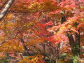 紅葉　名古屋東山動植物園