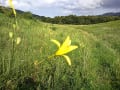 野の花を見る　ｂｙ野ねずみ探検隊