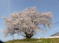 木曽川堤と蘇南公園の桜