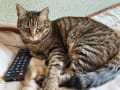 犬と猫との暮らしです～