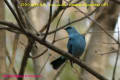 [35]Verditer Flycatcher08Feb09-8a-s.jpg