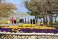 ひたち海浜公園 　みはらしの丘に咲くネモフィラ